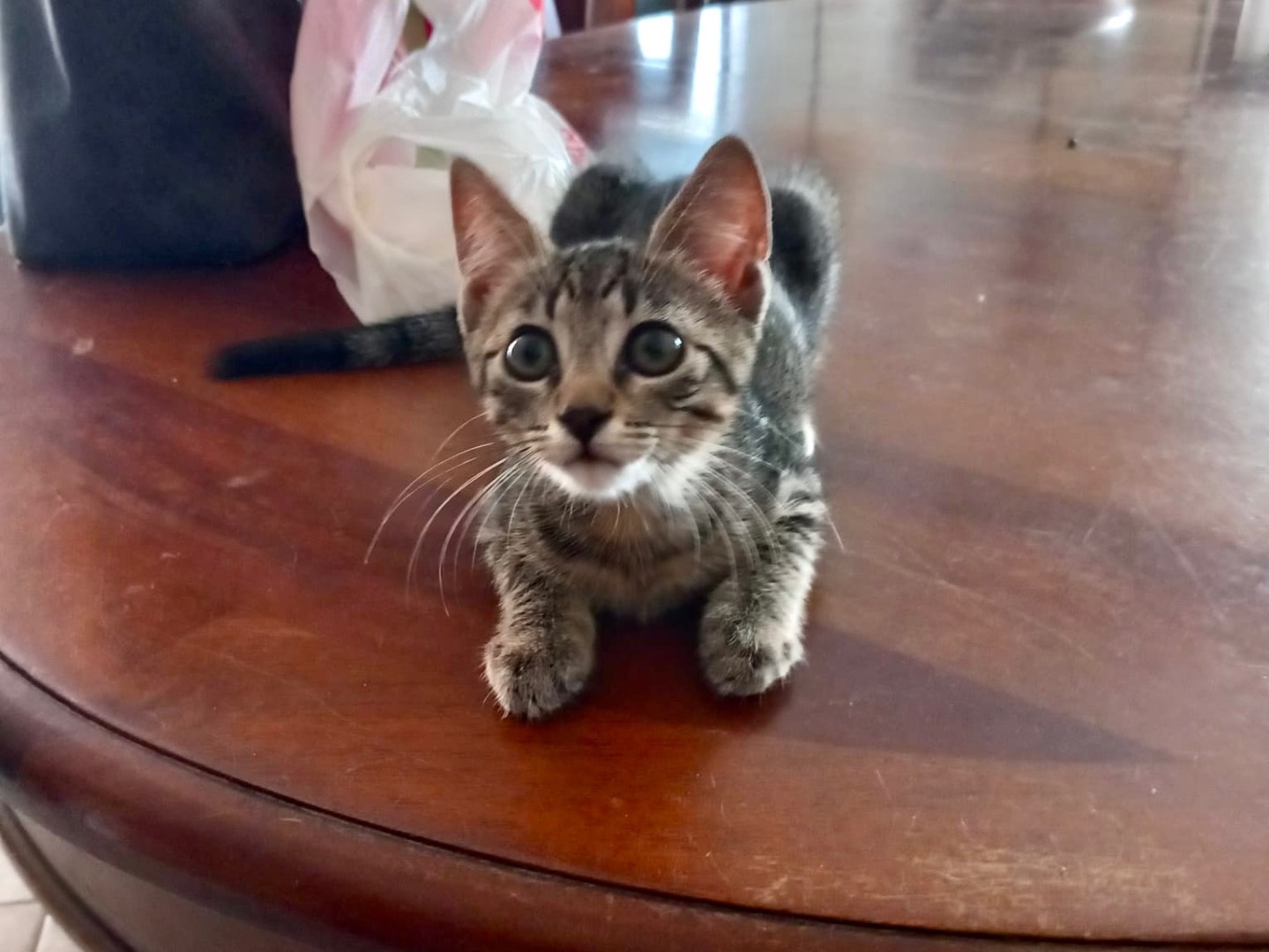 Vuoi adottare un gatto a Latina?