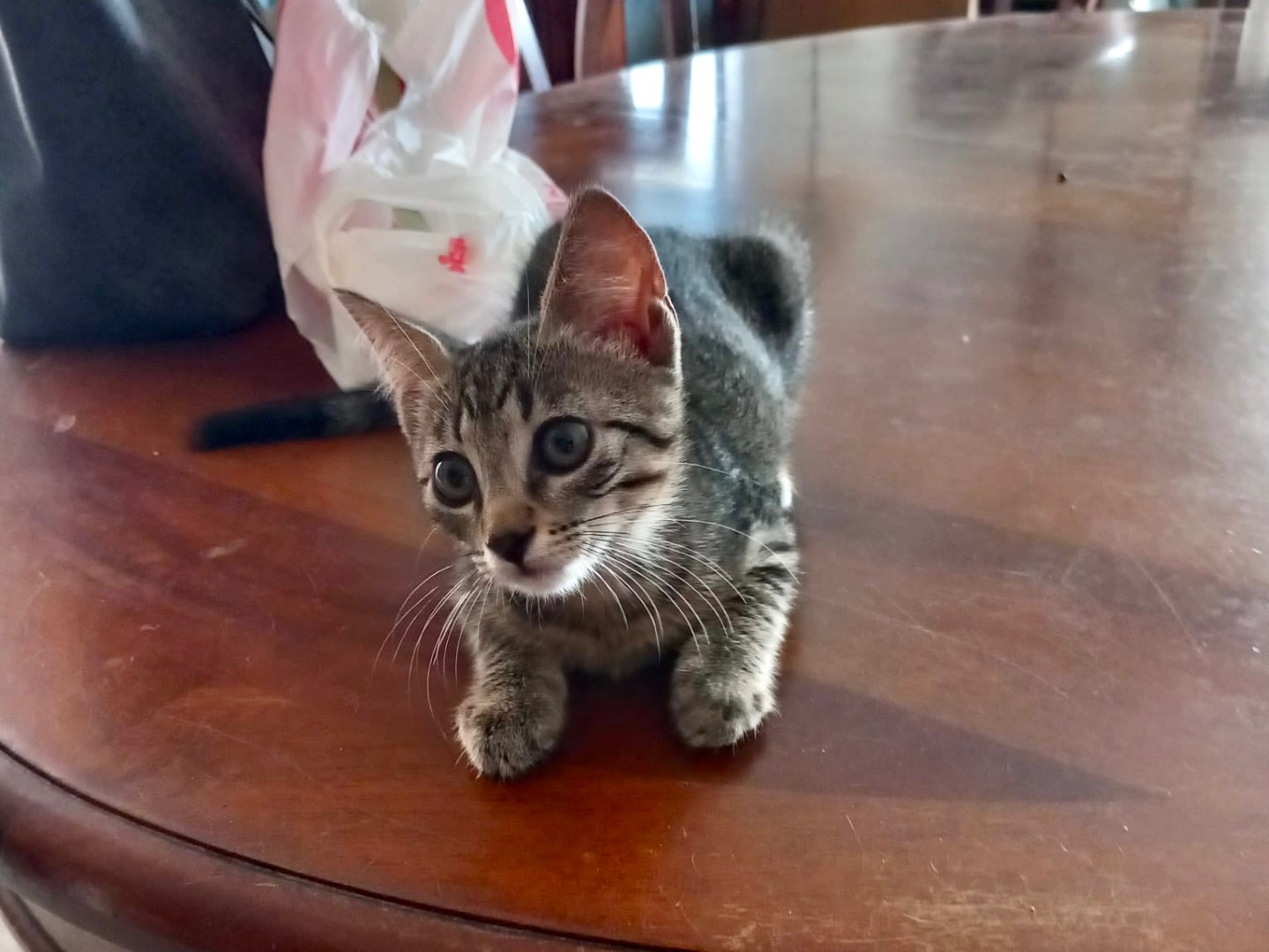 Adotta il gatto Amelie a Latina