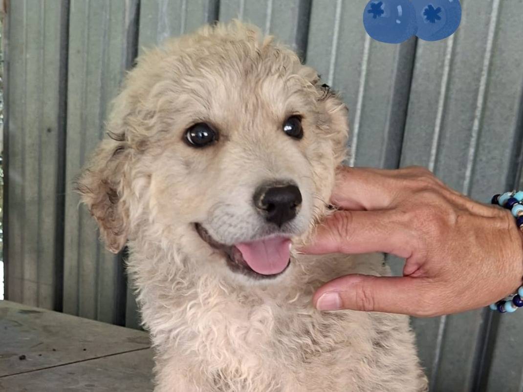 Adozione cane, maschio, Razza sconosciuta Razza sconosciuta, 3 mesi, taglia grande, Perugia