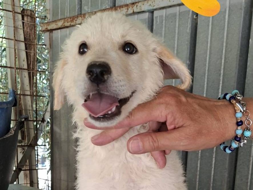 Adozione cane, maschio, Razza sconosciuta Razza sconosciuta, 3 mesi, taglia grande, Viterbo