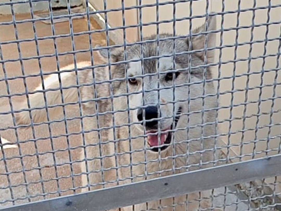 Adozione cane, femmina, Siberian Husky Razza sconosciuta, 1 anno e 4 mesi, taglia media, Trapani