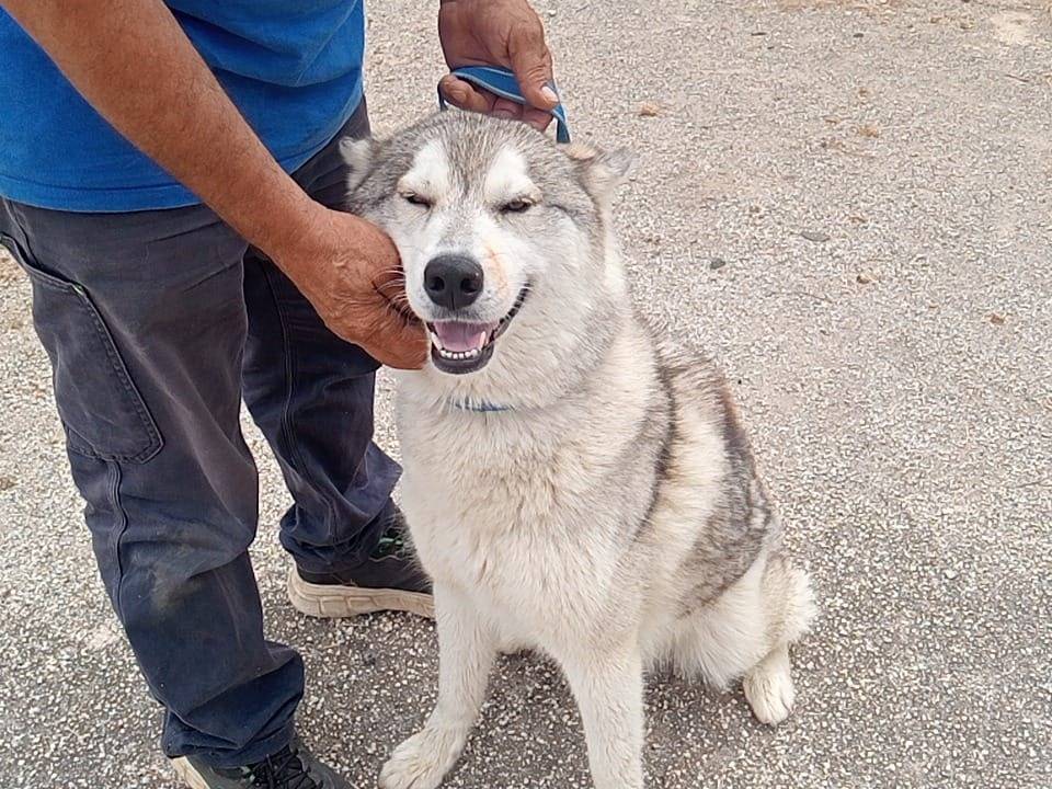 Adotta un cane, femmina, 1 anno e 4 mesi, Trapani