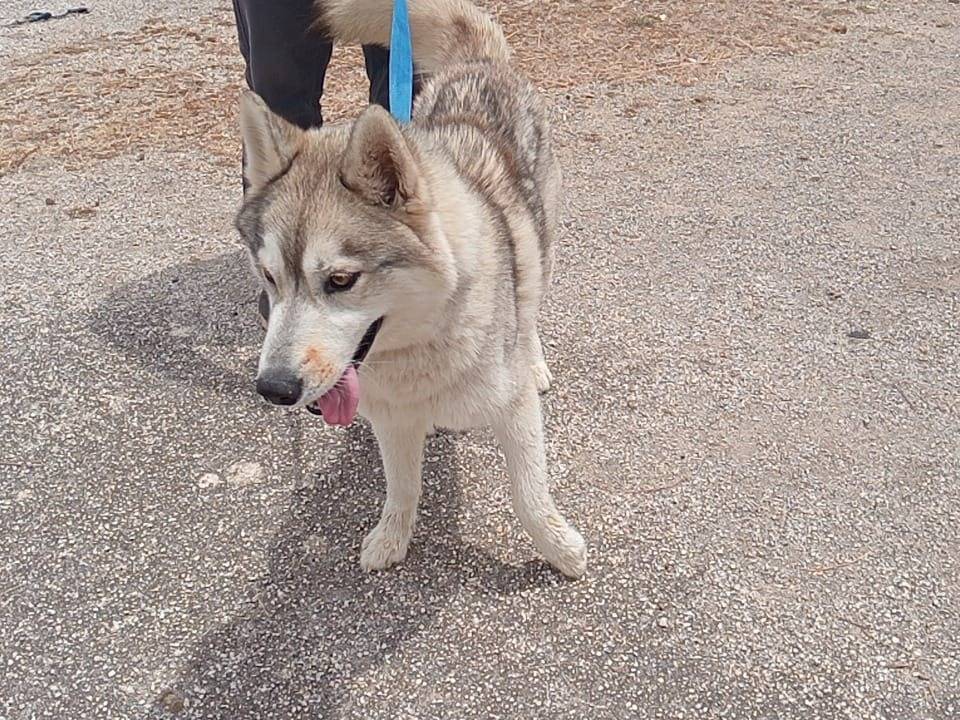 Adotta un cane, taglia media, femmina, Trapani