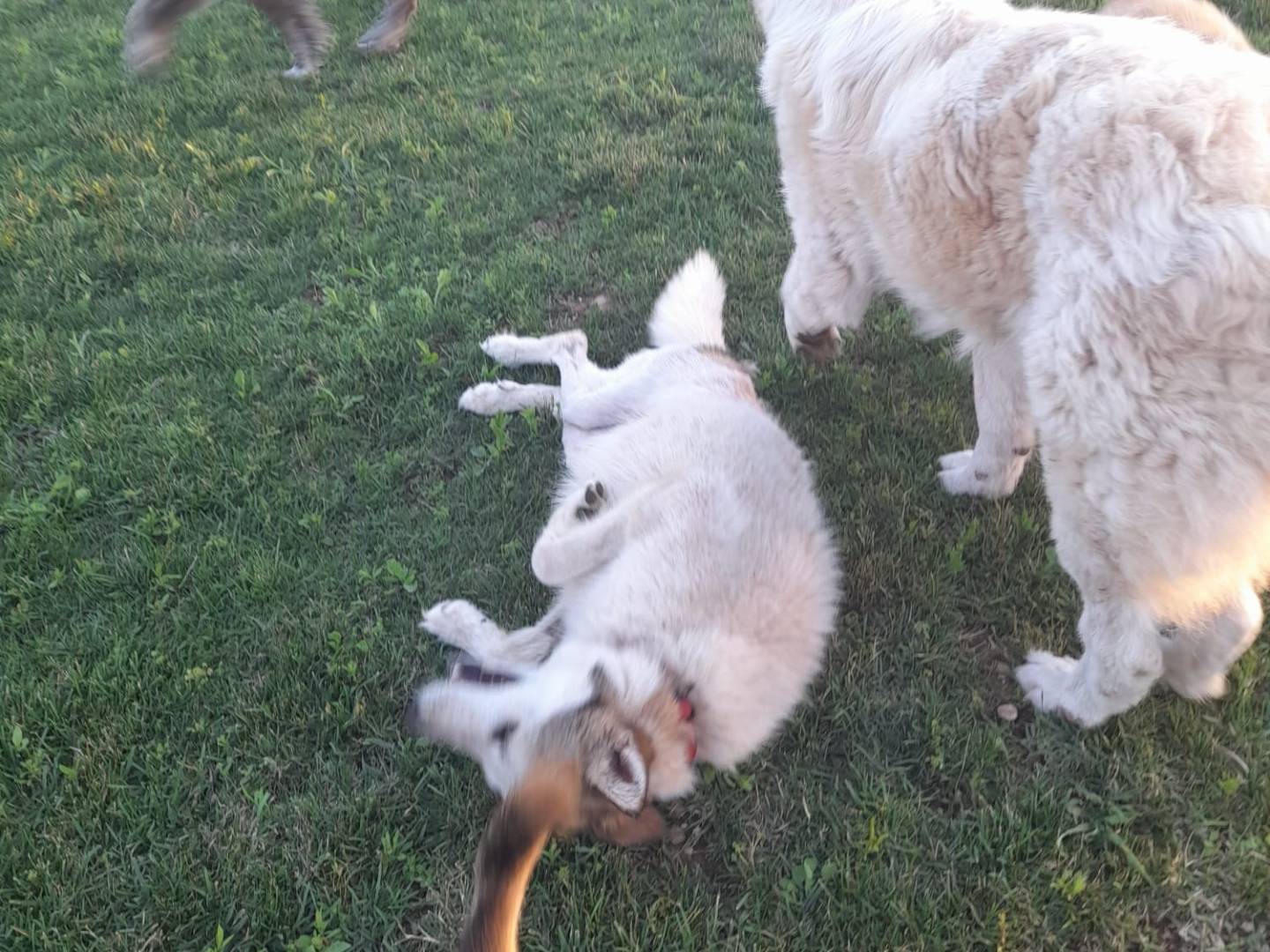 Adotta un cane, femmina, 6 anni e 11 mesi, Mantova
