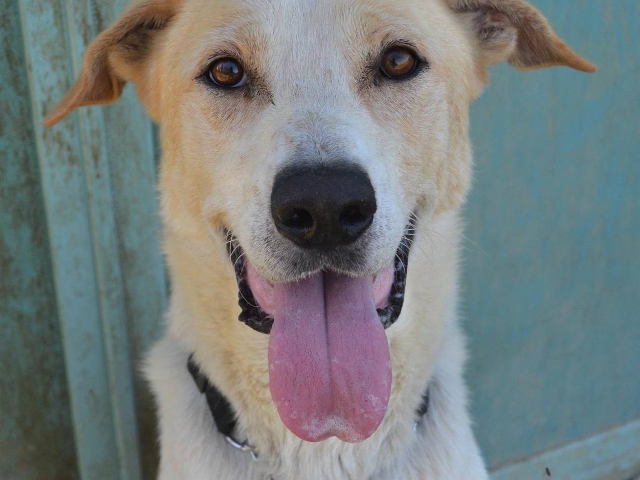 Adotta un cane, maschio, 8 anni, Pavia