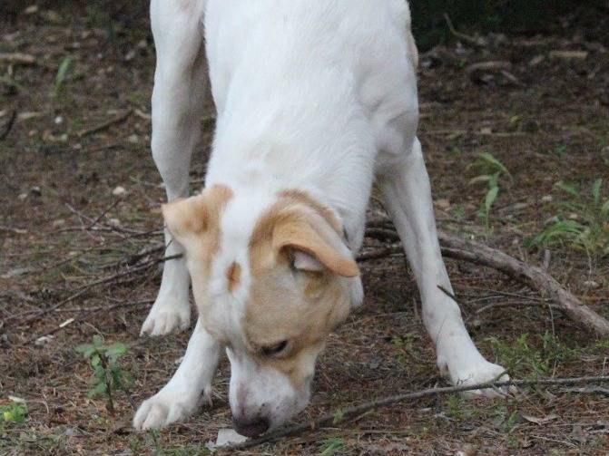 Adotta il cane Toby a Pavia