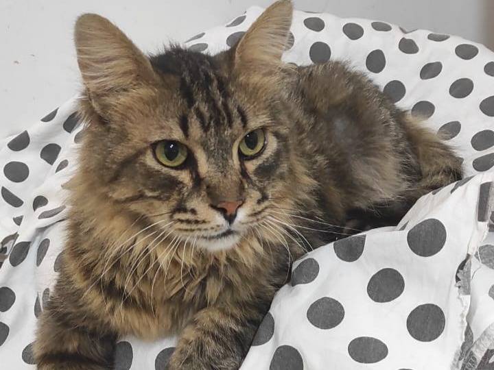 Adozione gatto, maschio, Razza sconosciuta Razza sconosciuta, 9 anni e 6 mesi, taglia non valida, Brescia