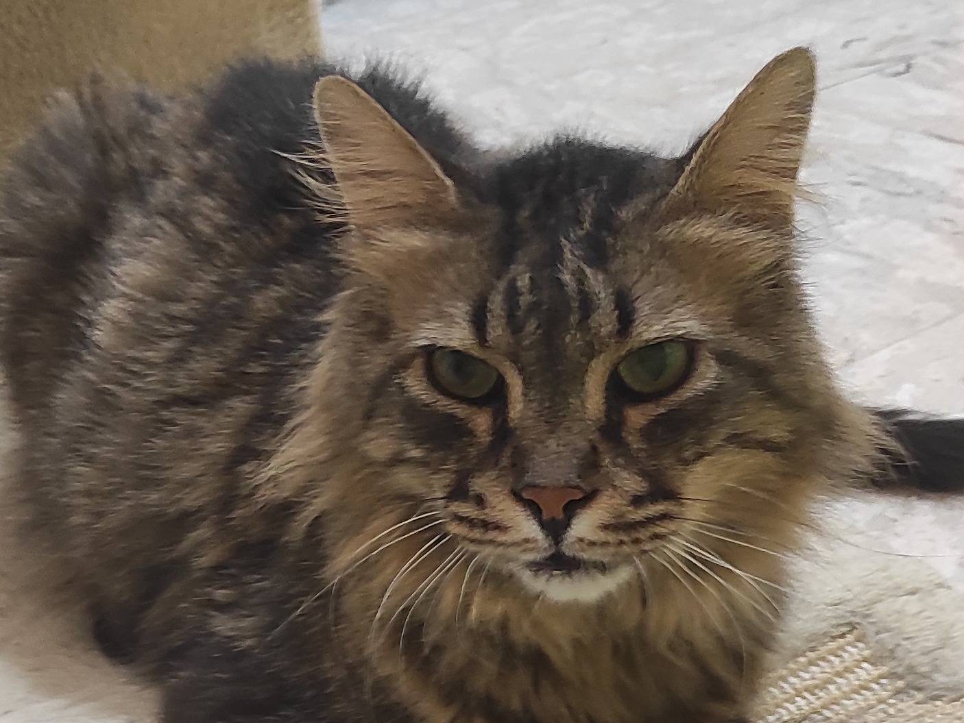 Adotta un gatto, maschio, 9 anni e 6 mesi, Brescia