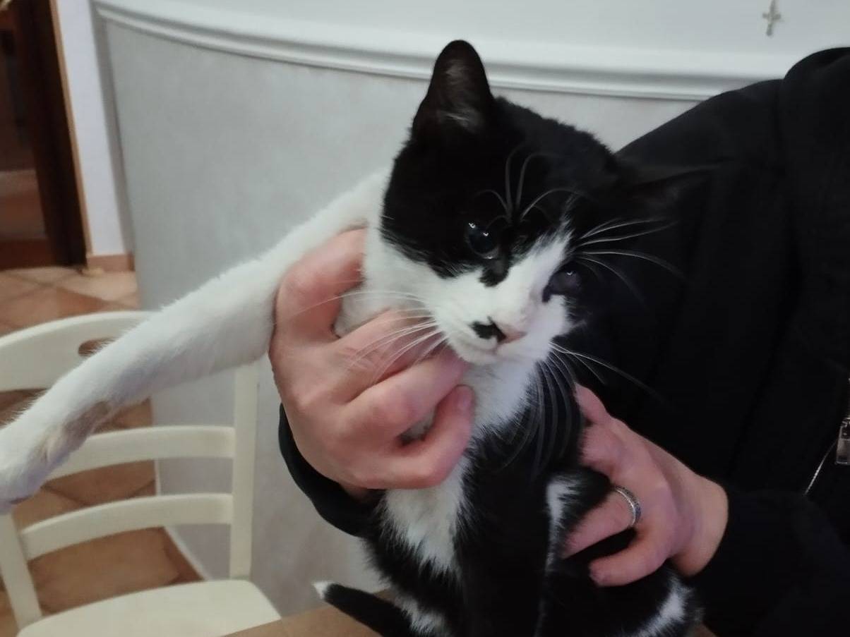 Adotta il gatto Fruttella a Milano