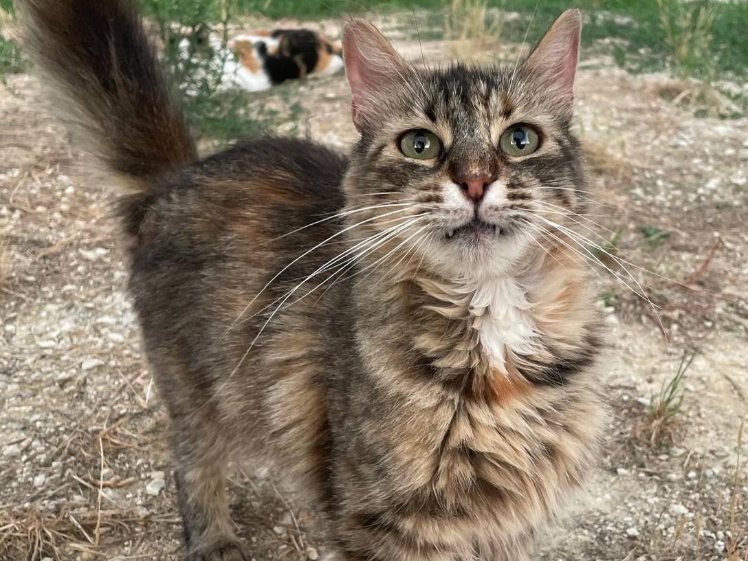 Vuoi adottare un gatto a Terni?