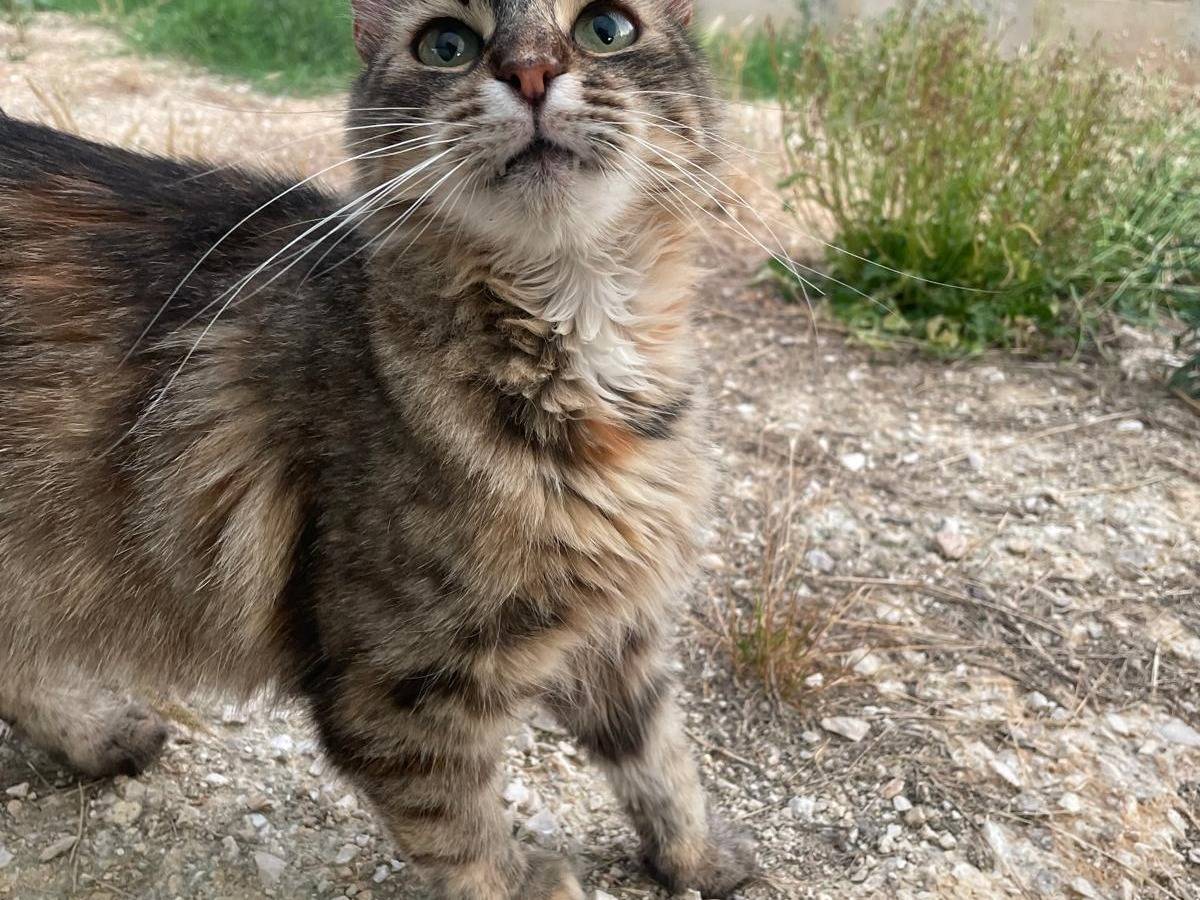 Adotta un gatto, taglia non valida, femmina, Terni