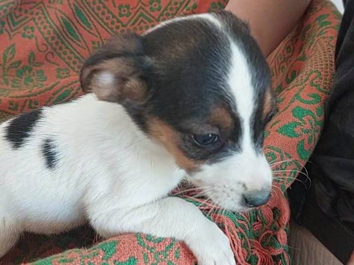Adotta un cane, femmina, 4 mesi, Crotone