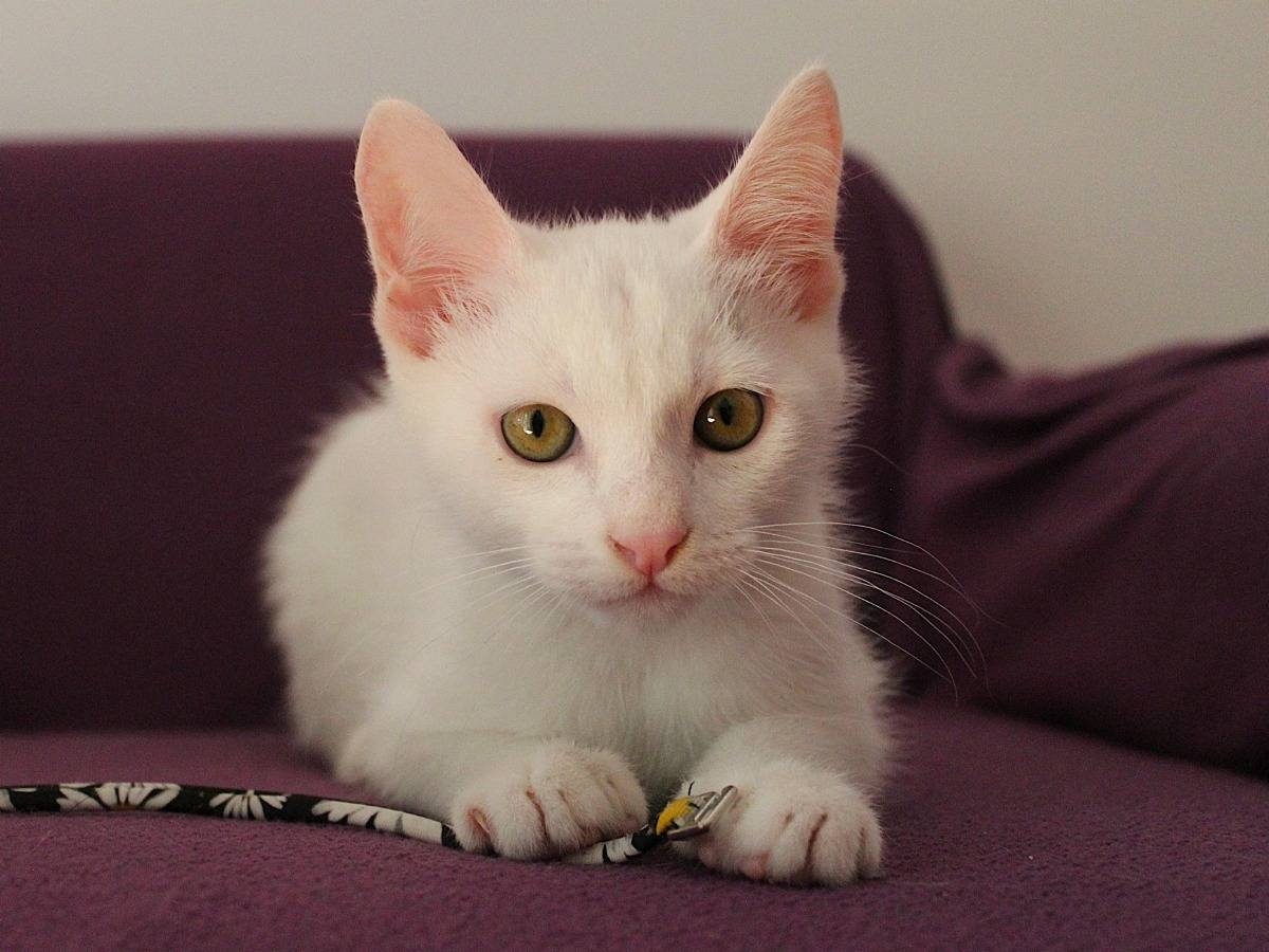 Adozione gatto, maschio, Razza sconosciuta Razza sconosciuta, 2 mesi, taglia non valida, Roma
