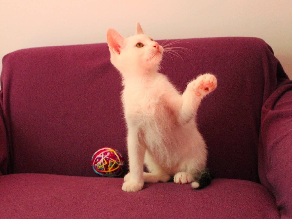 Adotta un gatto, maschio, 2 mesi, Roma