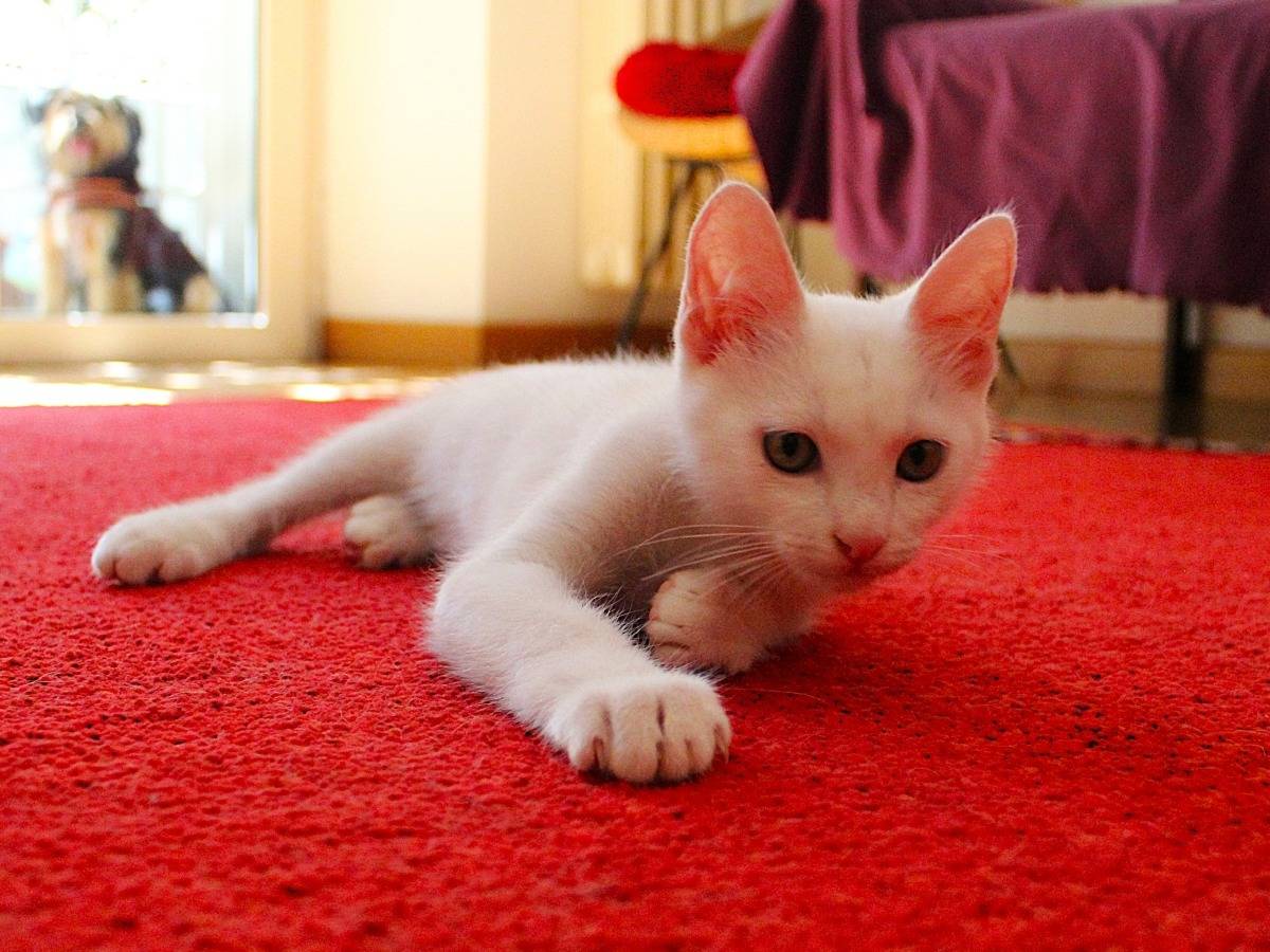 Adotta un gatto, taglia non valida, maschio, Roma