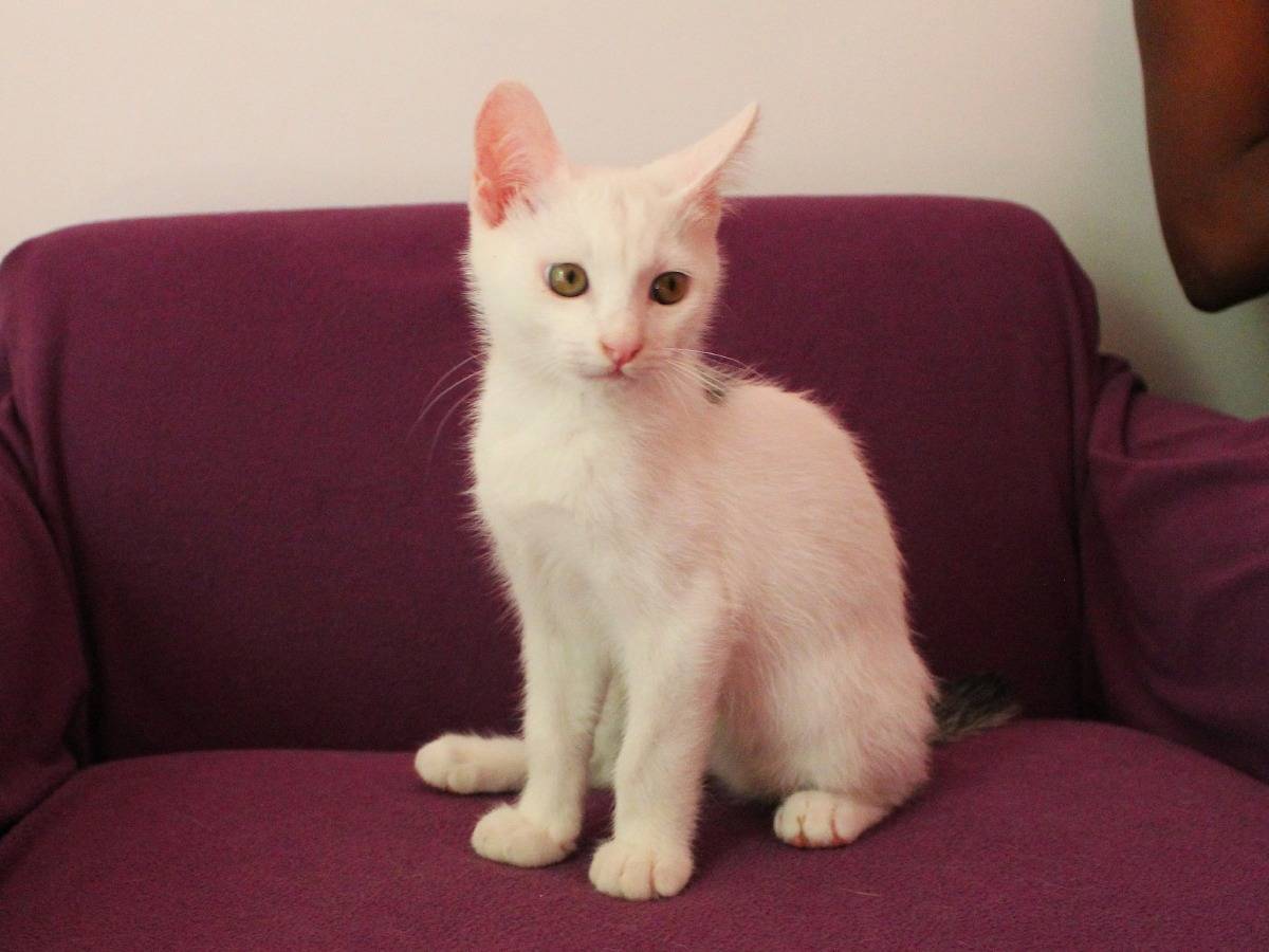 Vuoi adottare un gatto a Roma?