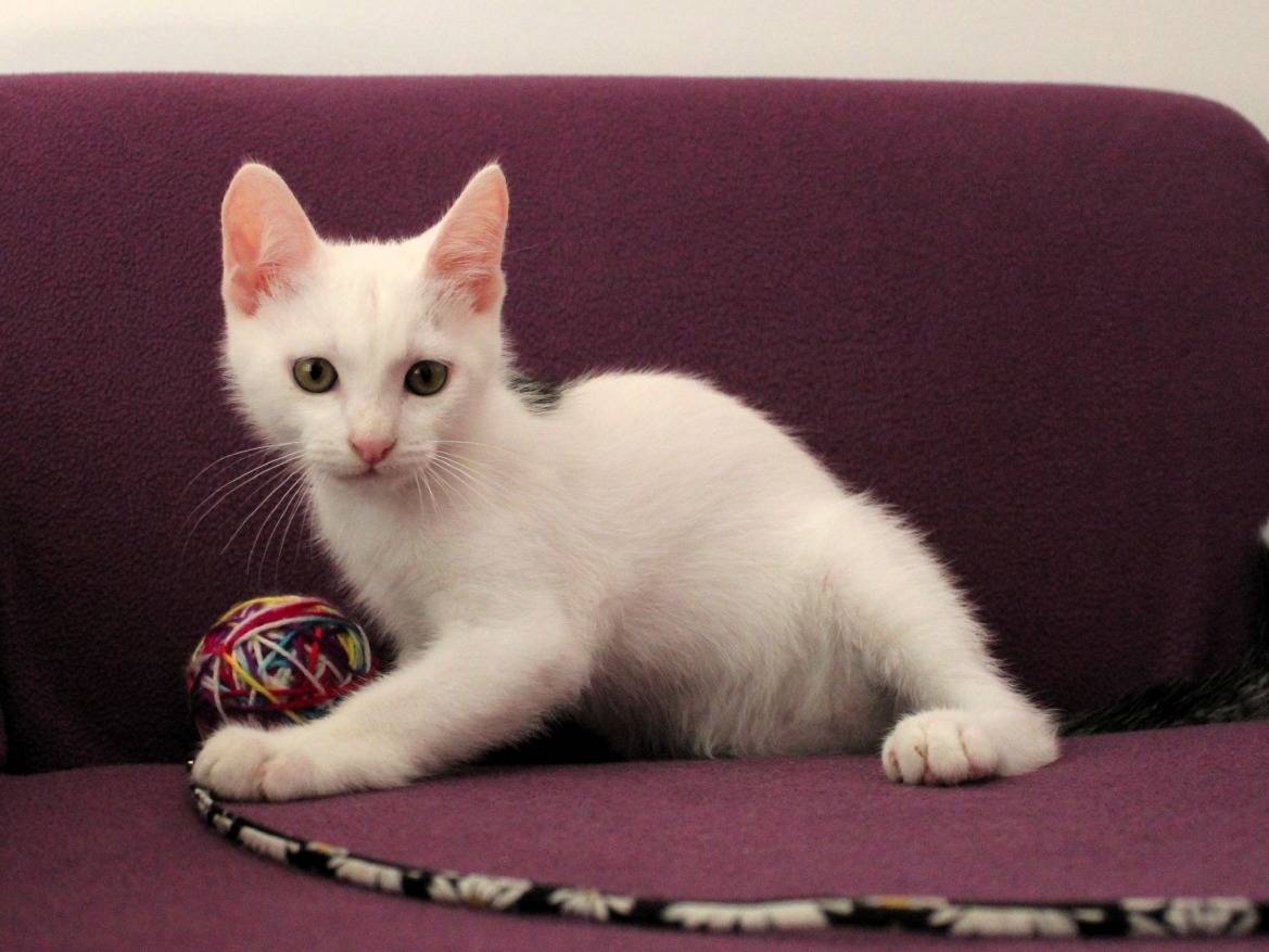 Adotta il gatto Pulcinella a Roma