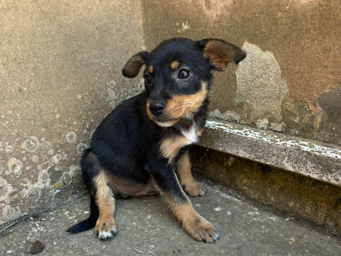 Vuoi adottare un cane a Bari?