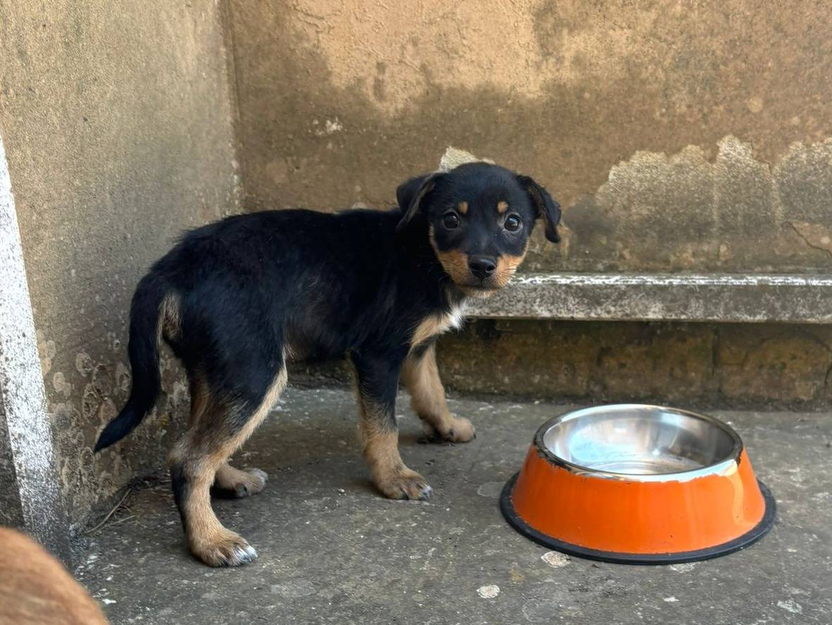 Adotta il cane Ercole a Bari