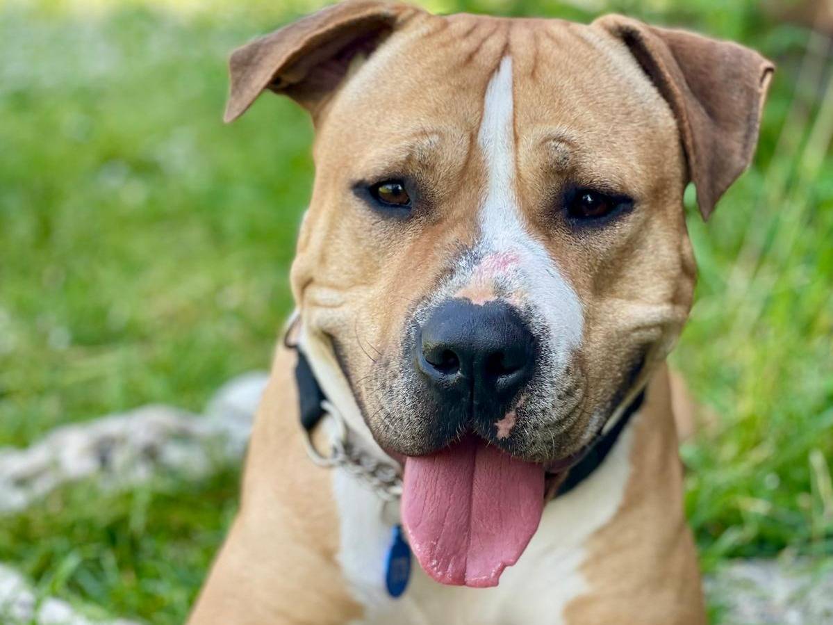 Adozione cane, maschio, Razza sconosciuta Razza sconosciuta, 1 anno e 8 mesi, taglia grande, Milano