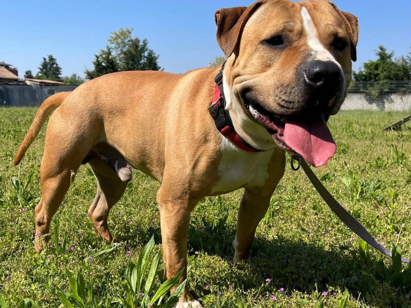 Adotta un cane, maschio, 1 anno e 8 mesi, Milano
