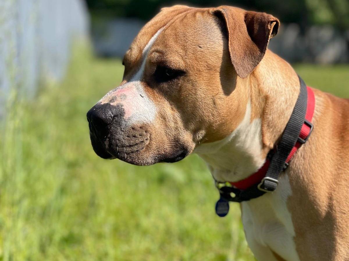 Adotta un cane, taglia grande, maschio, Milano