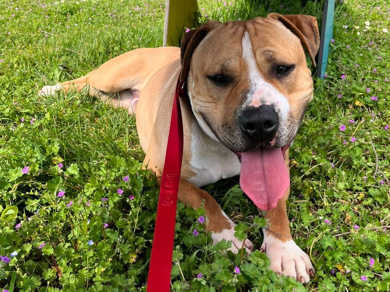 Vuoi adottare un cane a Milano?