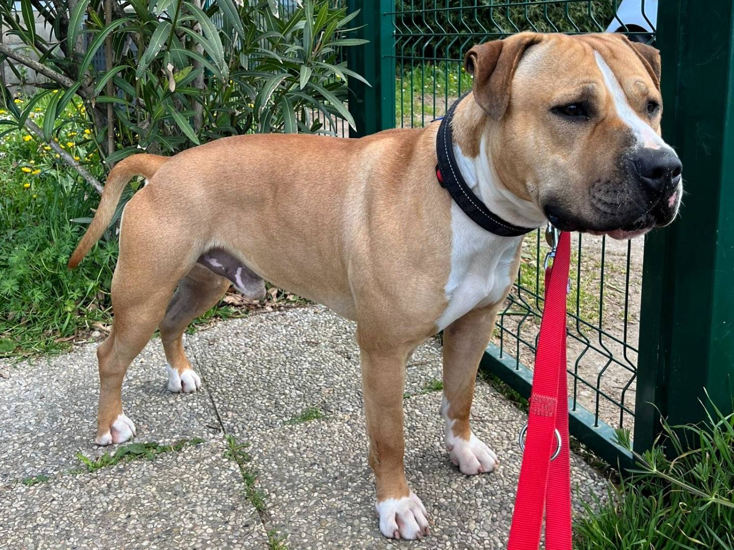 Adotta il cane PABLO a Milano