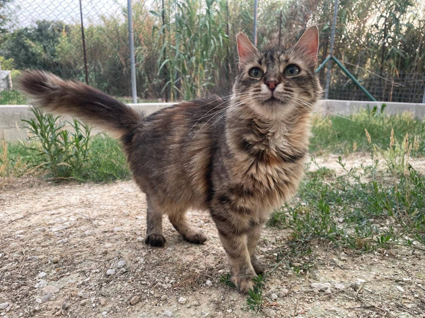 Adotta un gatto, femmina, 7 anni e 3 mesi, Terni