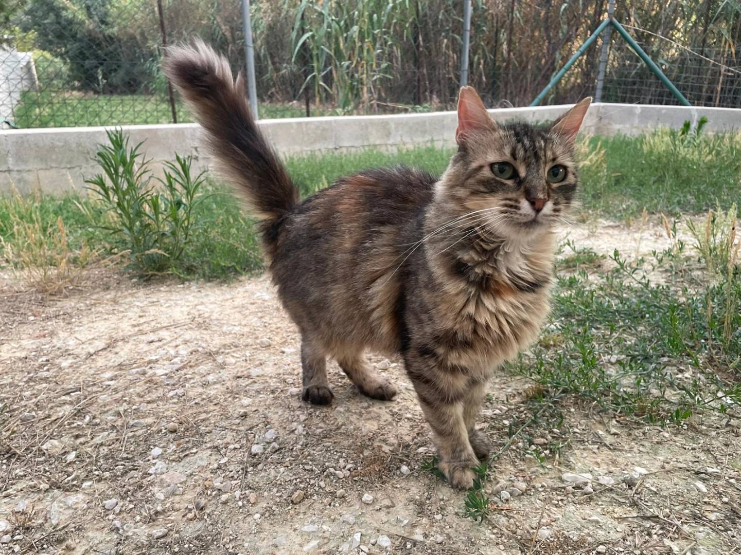 Adozione gatto, femmina, Razza sconosciuta Razza sconosciuta, 7 anni e 3 mesi, taglia non valida, Terni