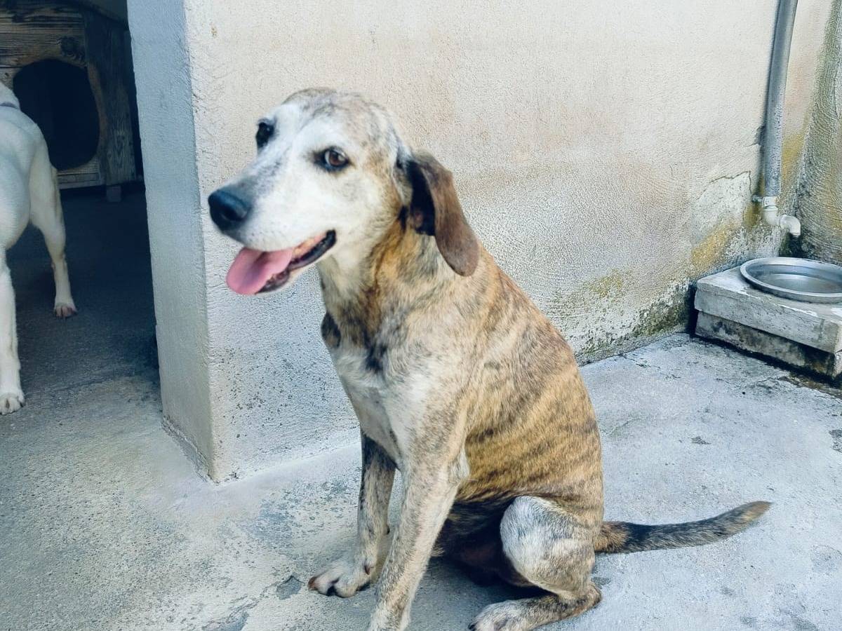 Adozione cane, maschio, Levriero Irlandese Razza sconosciuta, 6 anni e 1 mese, taglia media, Benevento