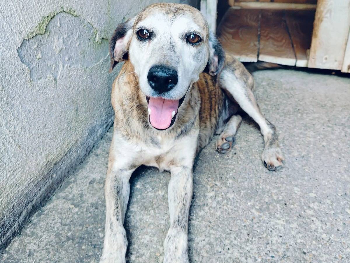 Adotta un cane, maschio, 6 anni e 1 mese, Benevento