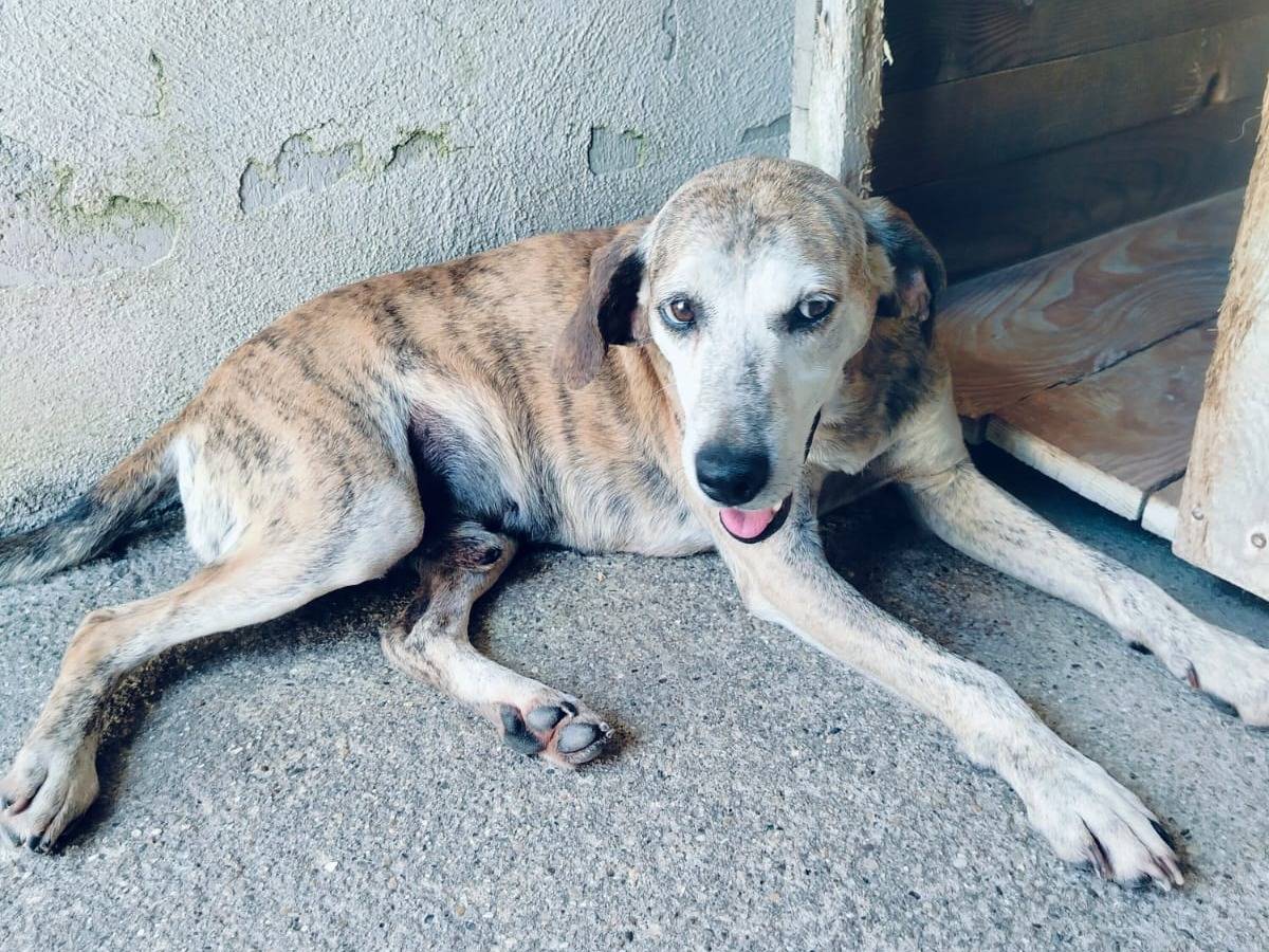 Adotta un cane, taglia media, maschio, Benevento