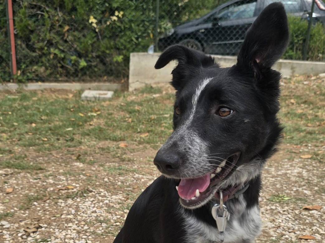 Adozione cane, femmina, Razza sconosciuta Razza sconosciuta, 3 anni e 3 mesi, taglia media contenuta, Teramo