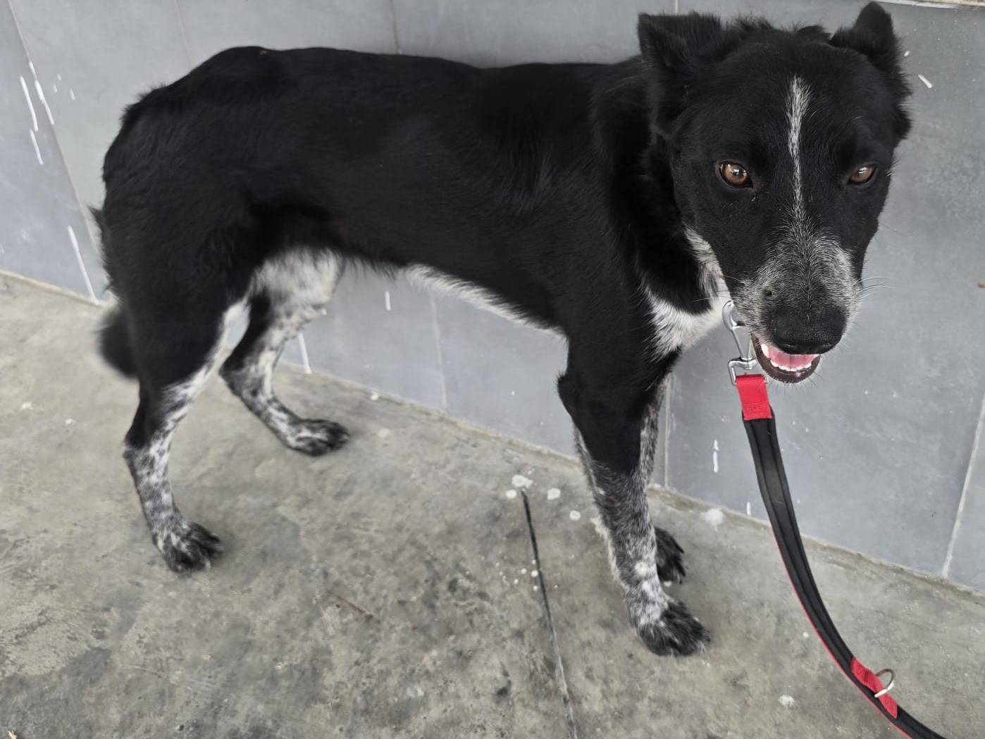 Adotta un cane, taglia media contenuta, femmina, Teramo