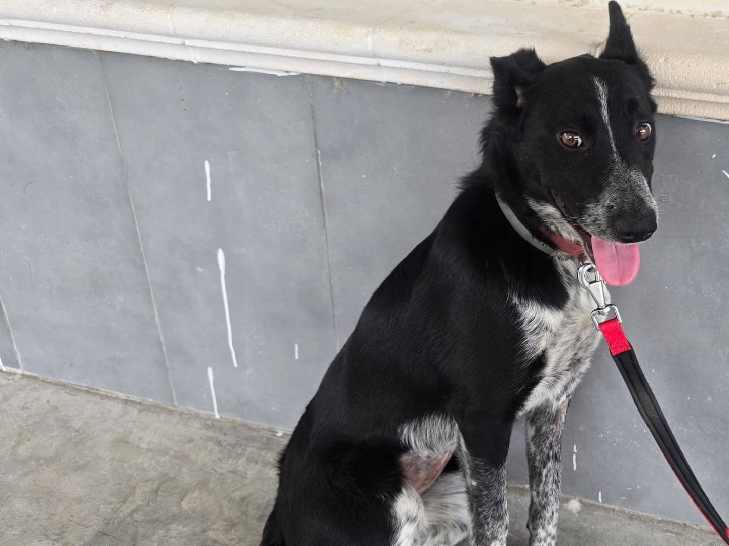 Vuoi adottare un cane a Teramo?