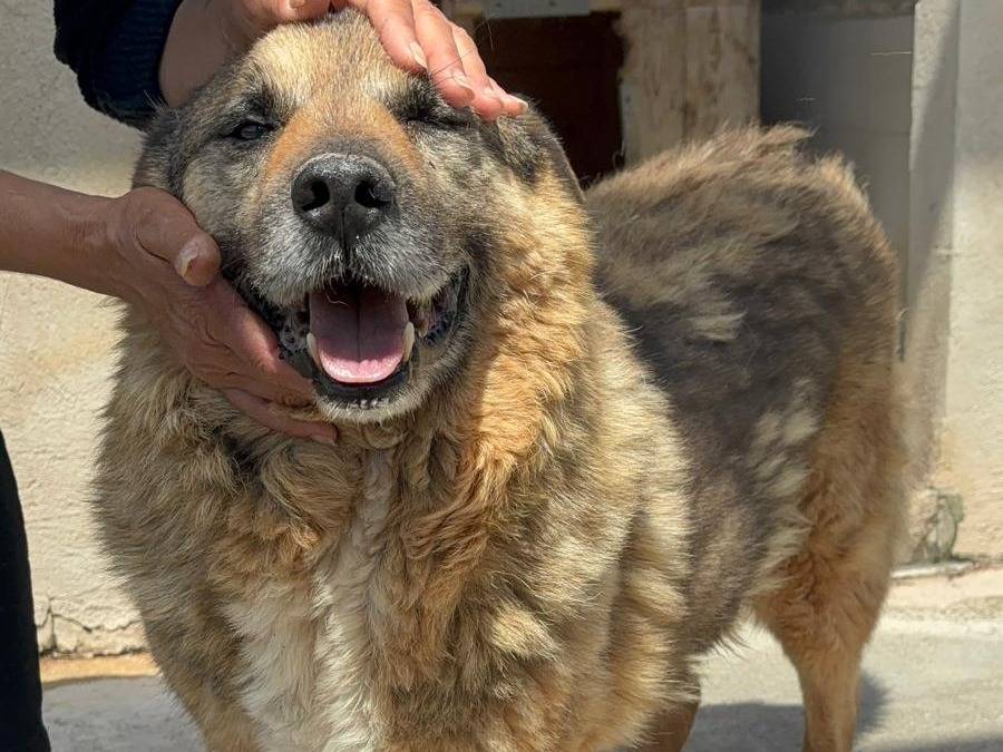 Adotta un cane, maschio, 13 anni e 5 mesi, Benevento