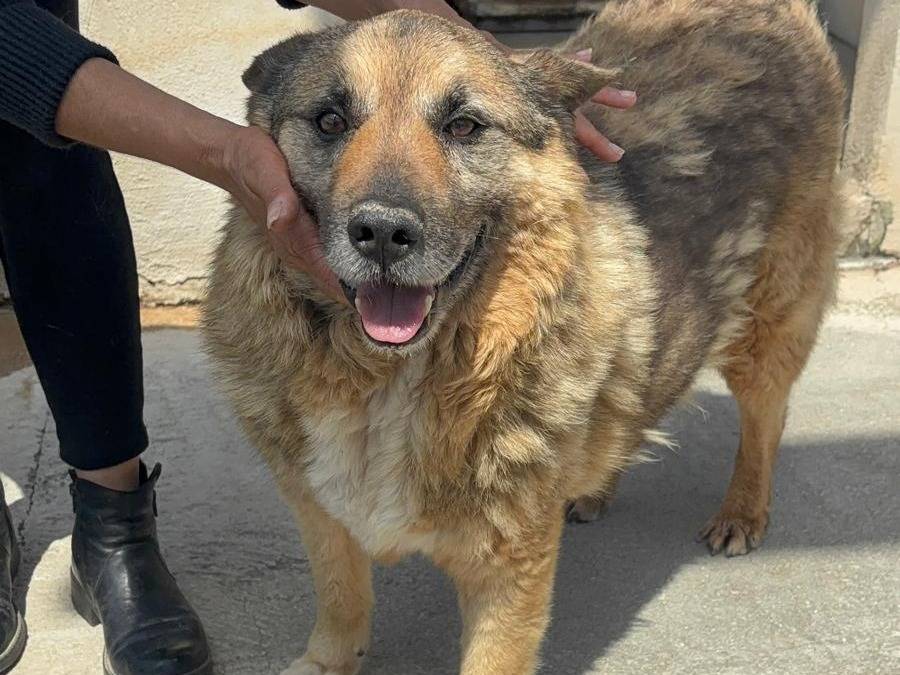 Adozione cane, maschio, Pastore tedesco Razza sconosciuta, 13 anni e 5 mesi, taglia piccola, Benevento