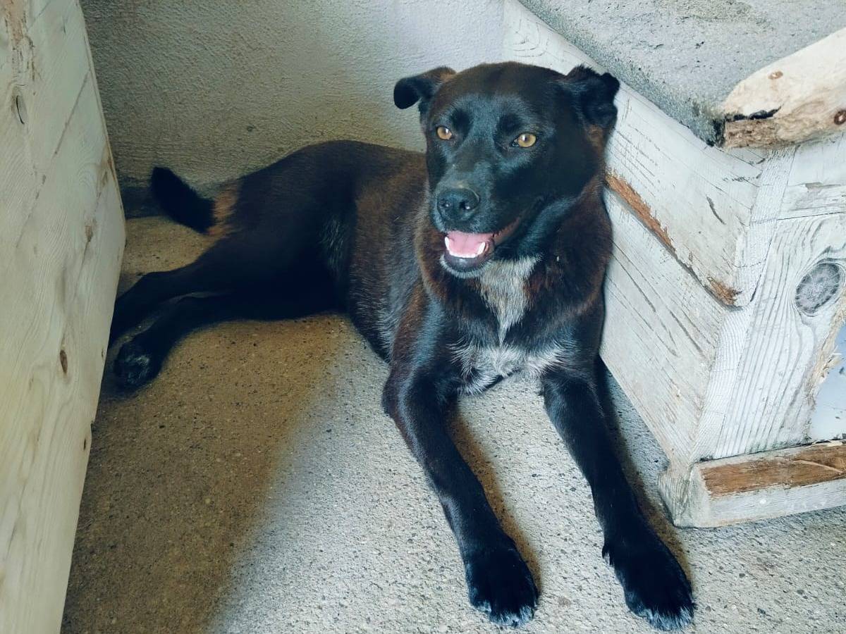 Adozione cane, femmina, Razza sconosciuta Razza sconosciuta, 1 anno e 3 mesi, taglia media contenuta, Benevento
