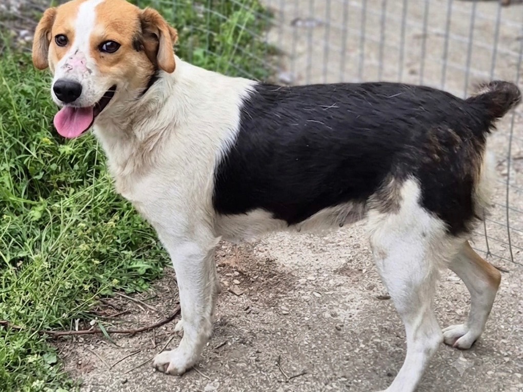 Adotta un cane, femmina, 3 anni e 6 mesi, Savona