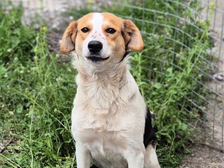 Adotta un cane, taglia media contenuta, femmina, Savona