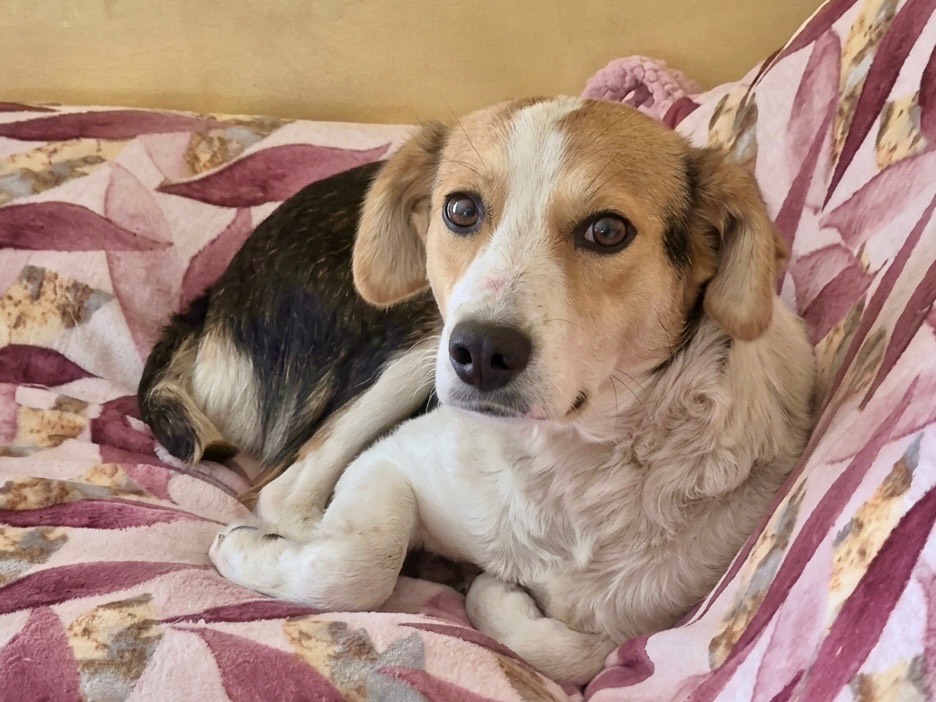 Vuoi adottare un cane a Savona?