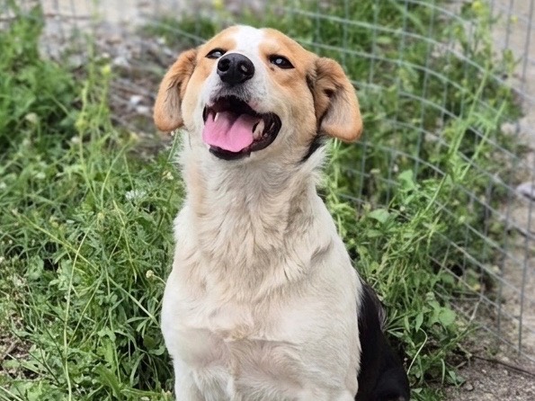Adozione cane, femmina, Razza sconosciuta Razza sconosciuta, 3 anni e 6 mesi, taglia media contenuta, Savona