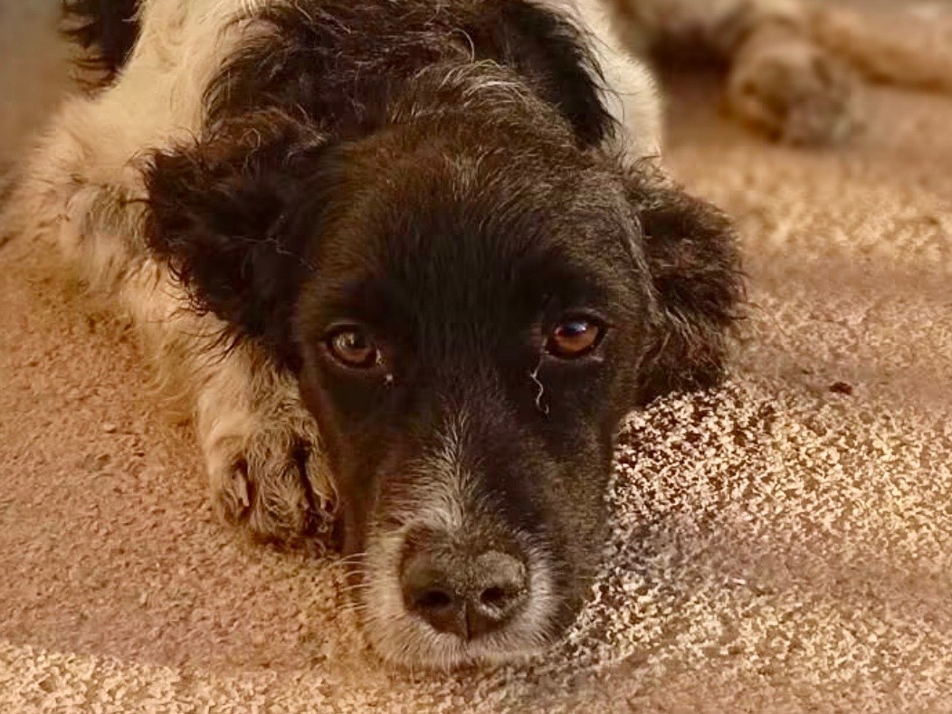 Adozione cane, femmina, Razza sconosciuta Razza sconosciuta, 4 mesi, taglia media contenuta, Genova
