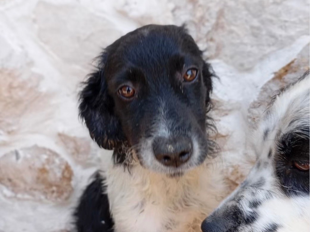 Adotta un cane, femmina, 4 mesi, Genova