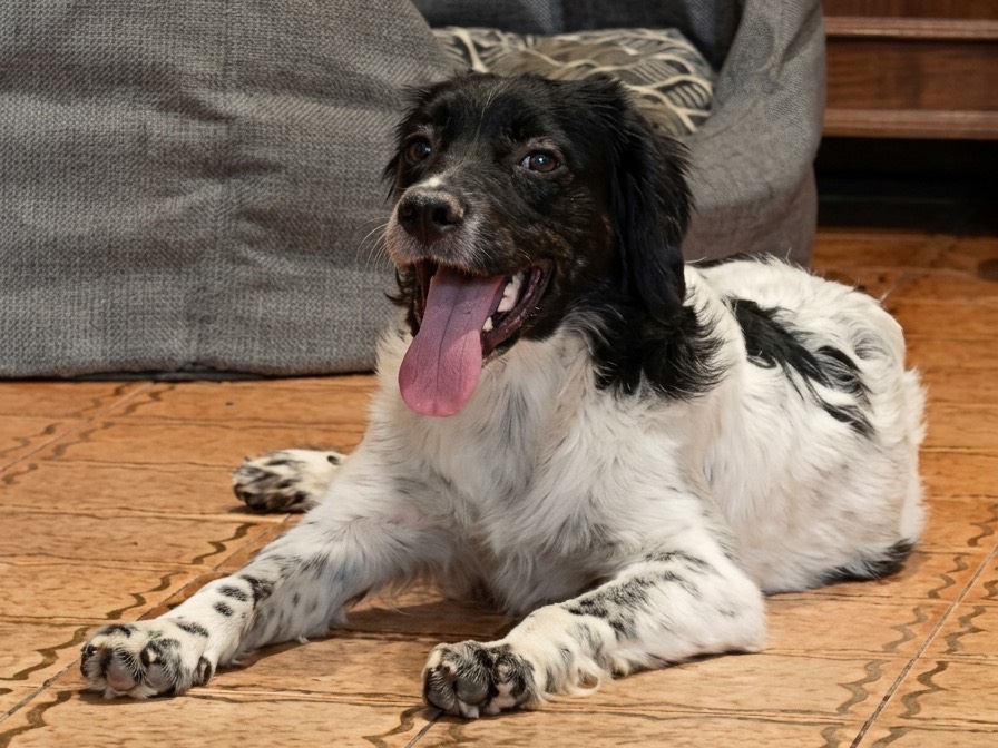 Adotta un cane, taglia media contenuta, femmina, Genova