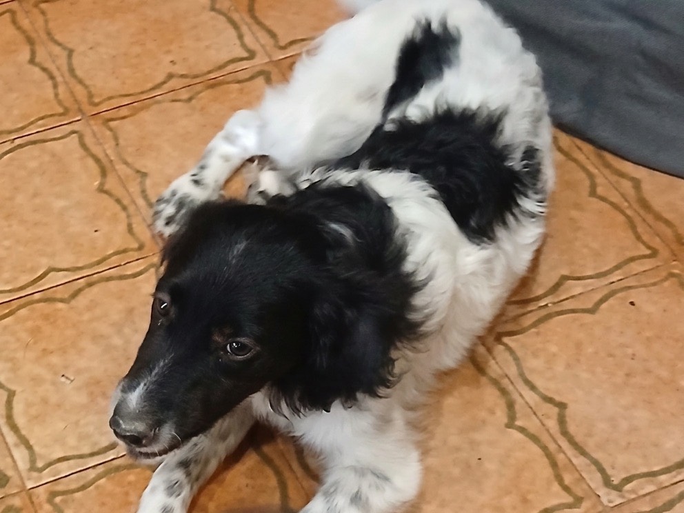 Vuoi adottare un cane a Genova?