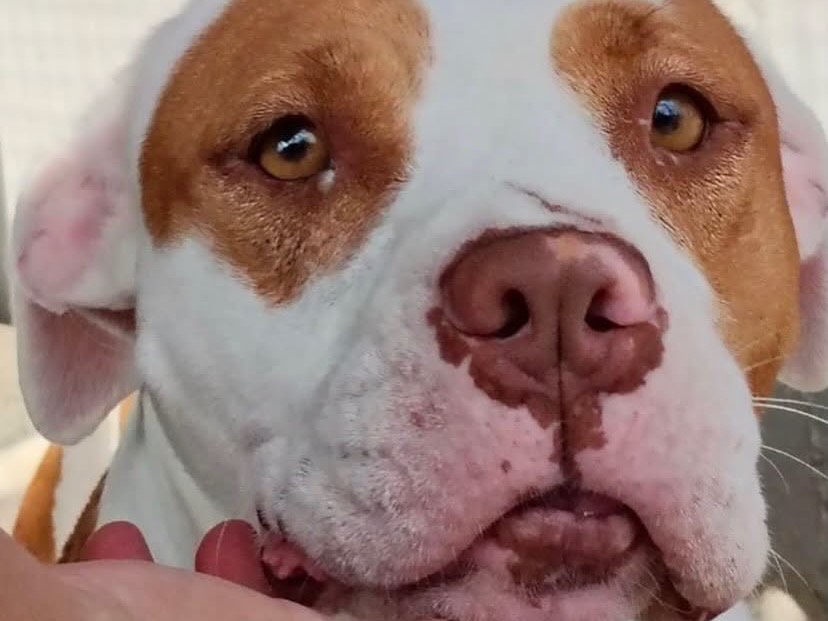 Adozione cane, femmina, Pitbull Razza sconosciuta, 4 anni e 6 mesi, taglia media, Latina