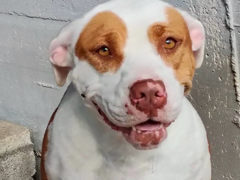 Adotta un cane, femmina, 4 anni e 6 mesi, Latina