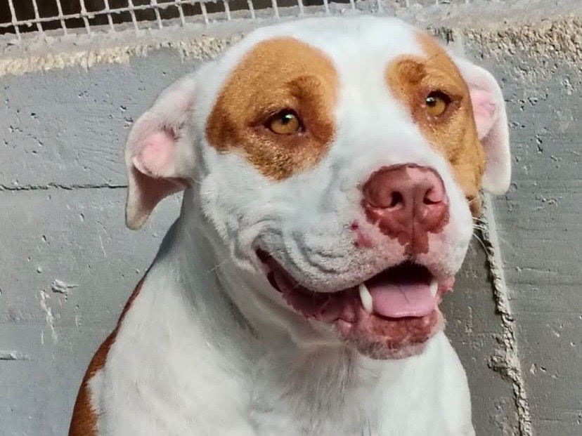 Adotta un cane, taglia media, femmina, Latina